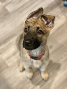 https://petstablished-app-beta.s3.amazonaws.com/uploads/image/image/2527639/85379ECA-B276-4DAF-AE61-EC39B15DE80B.jpeg