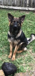 https://petstablished-app-beta.s3.amazonaws.com/uploads/image/image/2684151/Athena_4.jpg