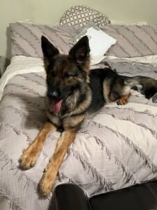 https://petstablished-app-beta.s3.amazonaws.com/uploads/image/image/2684153/Athena_5.jpg