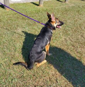 https://petstablished-app-beta.s3.amazonaws.com/uploads/image/image/2893258/Bailey_1.jpg