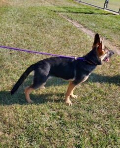 https://petstablished-app-beta.s3.amazonaws.com/uploads/image/image/2893257/Bailey_2.jpg