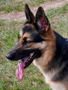 https://petstablished-app-beta.s3.amazonaws.com/uploads/image/image/2637316/Bella.jpg