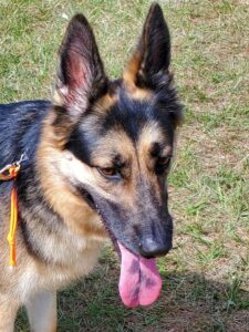 https://petstablished-app-beta.s3.amazonaws.com/uploads/image/image/2637317/Bella_1.jpg
