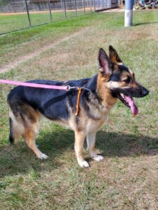https://petstablished-app-beta.s3.amazonaws.com/uploads/image/image/2637318/Bella_2.jpg