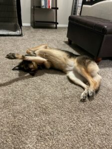 https://petstablished-app-beta.s3.amazonaws.com/uploads/image/image/2707569/Bella_Goofy.jpg