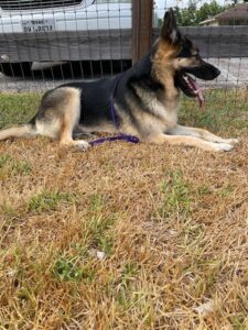 https://petstablished-app-beta.s3.amazonaws.com/uploads/image/image/2707573/Bella_Laying.jpg