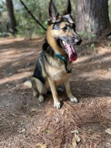 https://petstablished-app-beta.s3.amazonaws.com/uploads/image/image/2707567/Bella_Sitting.jpg