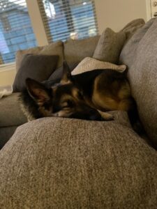 https://petstablished-app-beta.s3.amazonaws.com/uploads/image/image/2707570/Bella_Sleeping.jpg