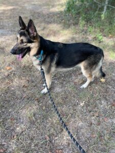https://petstablished-app-beta.s3.amazonaws.com/uploads/image/image/2707568/Bella_Standing.jpg
