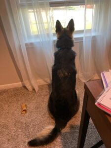 https://petstablished-app-beta.s3.amazonaws.com/uploads/image/image/2707617/Bella_Window.jpg