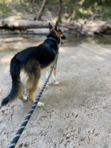 https://petstablished-app-beta.s3.amazonaws.com/uploads/image/image/2707620/Bella_lake.jpg