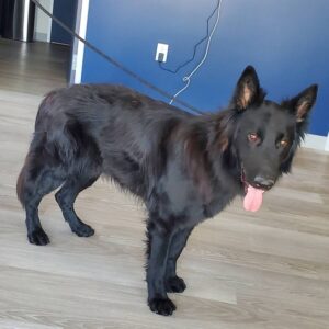 https://petstablished-app-beta.s3.amazonaws.com/uploads/image/image/2652451/Coaltrane_4.jpg
