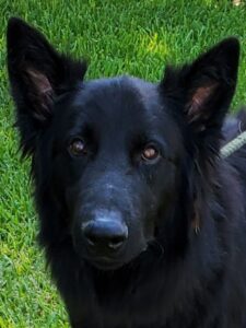 https://petstablished-app-beta.s3.amazonaws.com/uploads/image/image/2652448/Coaltrane_5.jpg