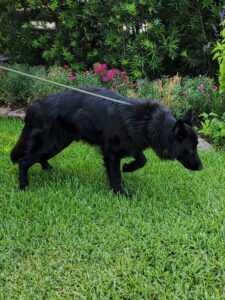 https://petstablished-app-beta.s3.amazonaws.com/uploads/image/image/2652452/Coaltrane_6.jpg