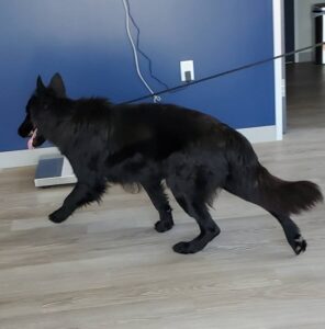 https://petstablished-app-beta.s3.amazonaws.com/uploads/image/image/2652455/Coaltrane_9.jpg