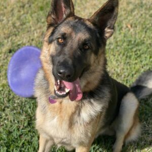 https://petstablished-app-beta.s3.amazonaws.com/uploads/image/image/2475892/D0D4EB3E-CBD3-43D0-9B4C-EC94EFCBC12B.jpeg