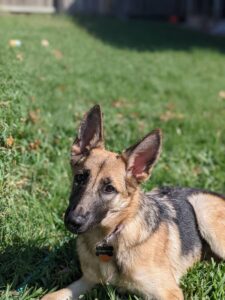 https://petstablished-app-beta.s3.amazonaws.com/uploads/image/image/2975420/DF04DCDC-B085-4087-A5C0-D4DE7ED9C149.jpeg