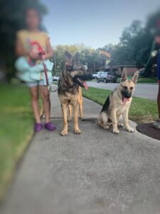 https://petstablished-app-beta.s3.amazonaws.com/uploads/image/image/2554330/E1096EA0-F4AA-43C8-8C57-FC3179F90FDF.jpeg