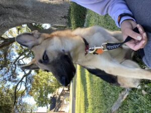 https://petstablished-app-beta.s3.amazonaws.com/uploads/image/image/2977959/E2D40448-1D04-4627-A791-11F4A94FD0E7.jpeg