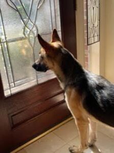 https://petstablished-app-beta.s3.amazonaws.com/uploads/image/image/2355555/EC2D1697-0EFB-428B-84F7-6E61C976EB92.jpeg