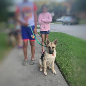 https://petstablished-app-beta.s3.amazonaws.com/uploads/image/image/2554332/F8176DA5-6734-46AE-8FA3-A5589C68868B.jpeg