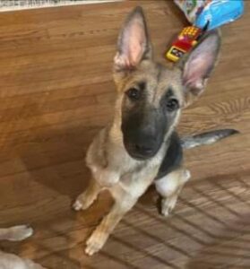 https://petstablished-app-beta.s3.amazonaws.com/uploads/image/image/2952297/FB_IMG_1668127846519.jpg