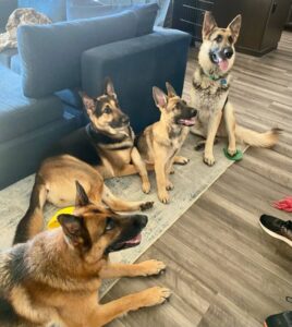 https://petstablished-app-beta.s3.amazonaws.com/uploads/image/image/2569820/Facetune_26-05-2022-10-36-47_2.JPG
