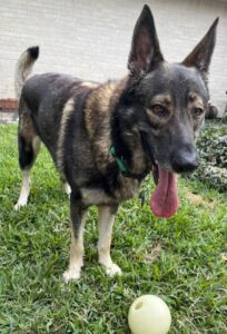 https://petstablished-app-beta.s3.amazonaws.com/uploads/image/image/2964294/IMG-1009.jpg