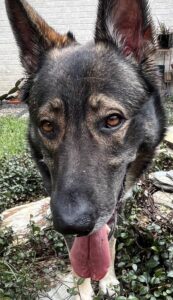 https://petstablished-app-beta.s3.amazonaws.com/uploads/image/image/2964292/IMG-1023.jpg