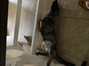 https://petstablished-app-beta.s3.amazonaws.com/uploads/image/image/2551449/IMG_0112.jpeg