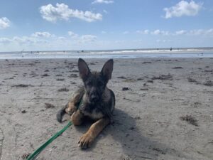 https://petstablished-app-beta.s3.amazonaws.com/uploads/image/image/2632762/IMG_0130_Large.jpeg