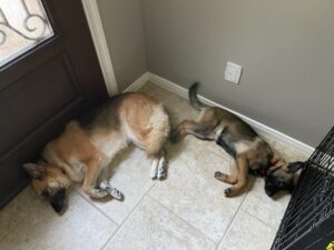 https://petstablished-app-beta.s3.amazonaws.com/uploads/image/image/2551448/IMG_0148.jpeg