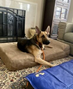 https://petstablished-app-beta.s3.amazonaws.com/uploads/image/image/2344227/IMG_1002.jpg