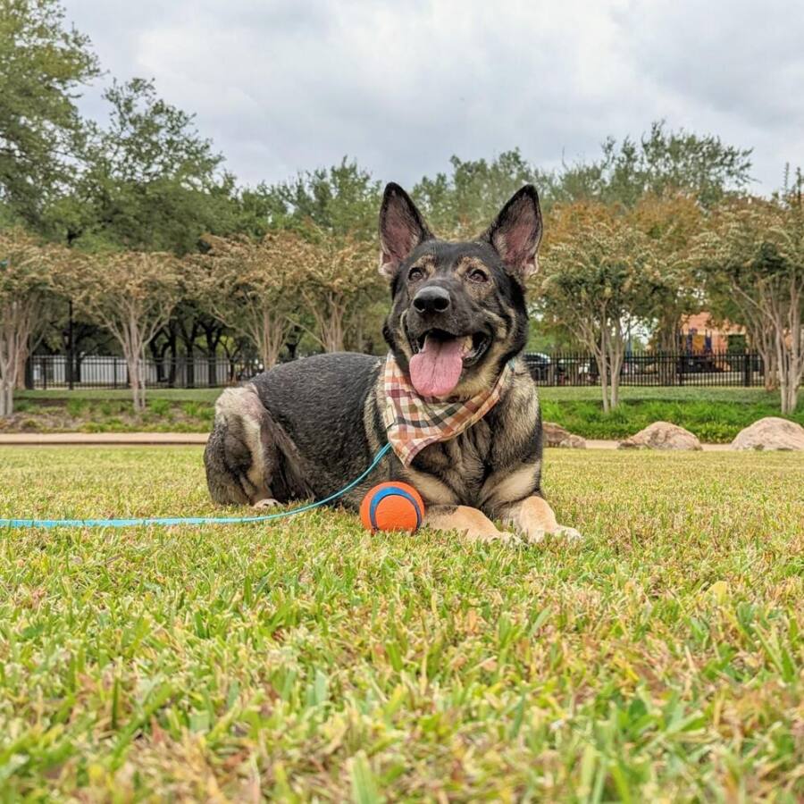 https://petstablished-app-beta.s3.amazonaws.com/uploads/image/image/2927658/IMG_20221030_085009.jpg