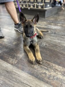 https://petstablished-app-beta.s3.amazonaws.com/uploads/image/image/2495521/IMG_2314_Medium.jpeg