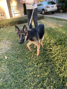 https://petstablished-app-beta.s3.amazonaws.com/uploads/image/image/2976567/IMG_3526_Large.jpeg