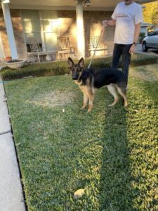 https://petstablished-app-beta.s3.amazonaws.com/uploads/image/image/2976566/IMG_3528_Large.jpeg