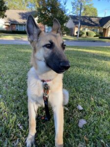 https://petstablished-app-beta.s3.amazonaws.com/uploads/image/image/2976191/IMG_3699-preview_Large.jpeg