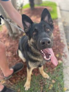 https://petstablished-app-beta.s3.amazonaws.com/uploads/image/image/2795693/IMG_3941_Large.jpeg