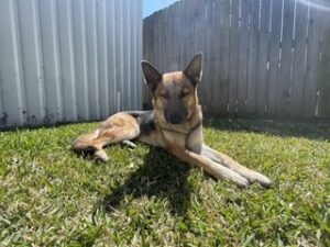 https://petstablished-app-beta.s3.amazonaws.com/uploads/image/image/2419317/IMG_5846_Small.jpeg