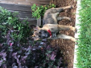 https://petstablished-app-beta.s3.amazonaws.com/uploads/image/image/2551473/IMG_6175.jpg