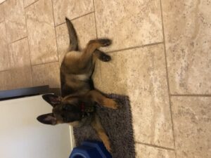 https://petstablished-app-beta.s3.amazonaws.com/uploads/image/image/2551472/IMG_6183.jpg