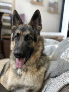 https://petstablished-app-beta.s3.amazonaws.com/uploads/image/image/2475891/IMG_8111.jpeg