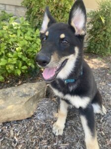 https://petstablished-app-beta.s3.amazonaws.com/uploads/image/image/2632741/IMG_9252-preview_Large.jpeg