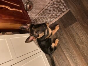 https://petstablished-app-beta.s3.amazonaws.com/uploads/image/image/2368011/IMG_9862.jpg