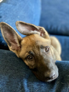 https://petstablished-app-beta.s3.amazonaws.com/uploads/image/image/2569823/IMG_9873.heic