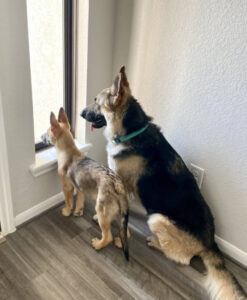 https://petstablished-app-beta.s3.amazonaws.com/uploads/image/image/2569824/IMG_9975.HEIC