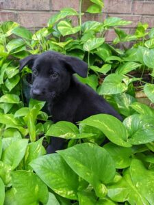 https://petstablished-app-beta.s3.amazonaws.com/uploads/image/image/2711177/PXL_20220729_193925943.jpg