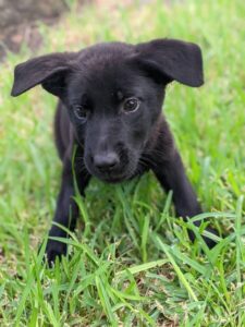 https://petstablished-app-beta.s3.amazonaws.com/uploads/image/image/2711176/PXL_20220729_200245172.PORTRAIT.jpg