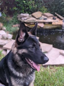 https://petstablished-app-beta.s3.amazonaws.com/uploads/image/image/2800571/PXL_20220903_000343118.PORTRAIT.jpg